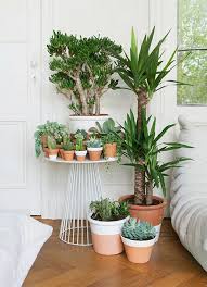 And most of us are no longer satisfied with just one or two indoor plants — rather, people are starting impressive indoor the trick to great indoor plant styling is to not only mix up the types of plants you use but how you display them as well. Indoor Plants The Owner Builder Network