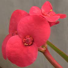 Image result for Euphorbiaceae