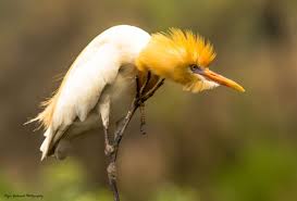 India Angry Bird Bird Bird Species Angry Birds