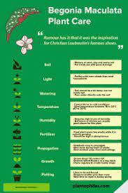 Begonia Maculata Plantcare Guide Begonia Maculata Plant Care Begonia