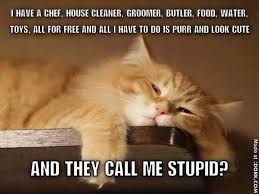 Never Bite The Hand That Feeds You Memes Ginger Cat Funny Cats Funny Cat Memes Funny Animals