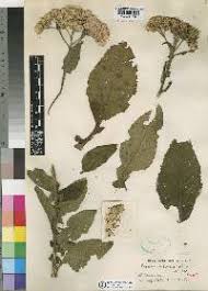 Image result for Nidorella welwitschii