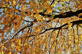 Hd Wallpaper Leaves Aesthetic Tree Crown Autumn Branches Gold Fall Leaves Wallpaper Flare #aesthetics #fall aesthetics #butterfly #butterflies #wallpaper #lockscreen #background #dark #the fall #fall #fall aesthetic #fall aesthetics #aesthetic #aesthetics #aesthetic quotes #quotes #love aquarius: