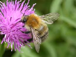 Image result for Bombus pascuorum