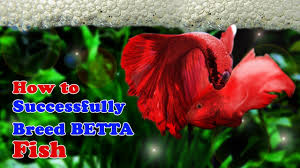 You can even watch betta fish eggs hatching in it. Breeding Betta Fish A Step By Step How To Guide Essential Tips