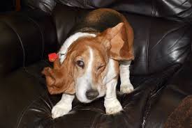 Are basset hounds recognized by the akc? Shake It Off Basset Hound Beagle Basset Hound Basset Hound Puppy