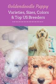 Goldendoodle Puppies Varieties Sizes Colors Oh My