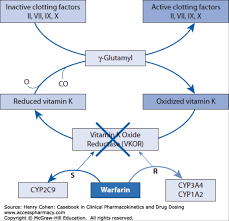 warfarin coumadin clinical review minimalist