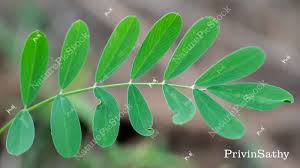 Image result for Tephrosia purpurea