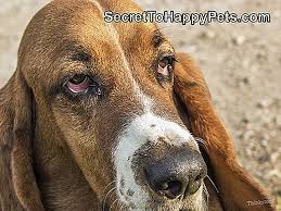 Kopeklerde Cherry Eye Icin Ev Careleri Tr Secrettohappypets Com