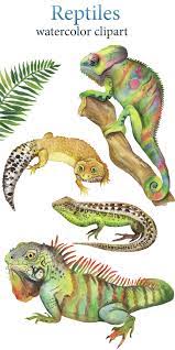 Reptile Watercolor Clipart Pet Animal Clipart Download Etsy Chameleon Art Lizard Reptiles