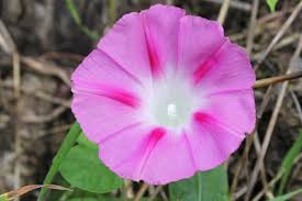 Image result for Ipomoea stolonifera