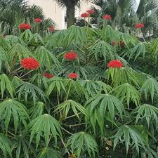 Image result for Jatropha seineri