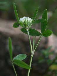 Image result for Trifolium squarrosum