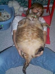 Pin On I Love Cats Videos Pictures