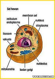 Sel hewan memiliki membran sel. Perbedaan Dinding Sel Dan Membran Sel Materi Sekolah Pengayaan Com