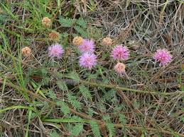 Image result for Rhynchosia chapmanii