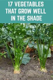 May 09, 2016 · leafy vegetables and herbs are at the top of the list because their food production as well as storage happens right there on the leaves. 17 Vegetables That Grow Well In The Shade Vegetable Garden Diy Organic Vegetable Garden Home Vegetable Garden