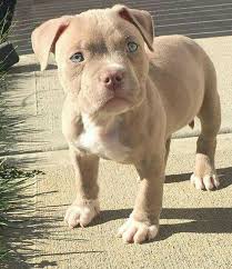 Pin On Dog News
