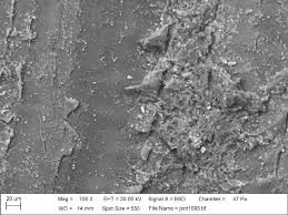 Image result for Carduus nyassanus