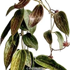 Image result for Polystachya vulcanica