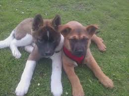 How do you train a bloodhound/rottweiler mix puppy? Akita Rottweiler Mix Puppies For Sale Rottweiler Mix Rottweiler Mix Puppies Rottweiler