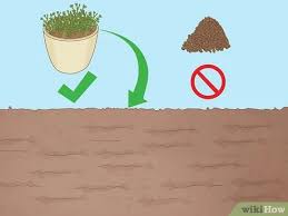 How much water a day do you really need? How To Grow Lemon Thyme 15 Steps With Pictures Wikihow