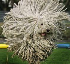 21 Unbelievable Photos That Are Not Photoshopped Komondor Dog Mop Dog Puli Dog