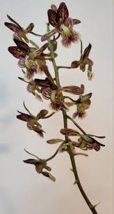 Image result for Oeceoclades saundersiana