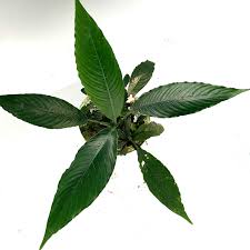 Image result for Hermannia parvula