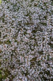 German Statice Goniolimon Tataricum At Dutch Growers Garden Centre Low Water Gardening Herbaceous Perennials Garden Center