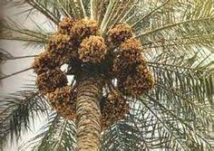 صور نخيل العراق holiday decor christmas wreaths beautiful