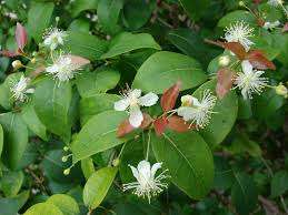 Image result for Monotes engleri