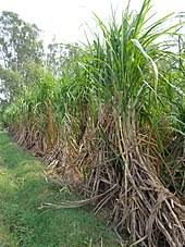 Sugarcane or sugar cane refer to several species and hybrids of tall perennial grass in the genus saccharum, tribe andropogoneae, that are used for sugar production. Sugarcane Wikipedia