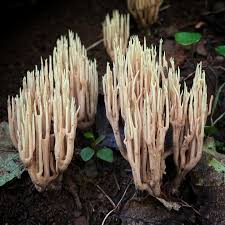 Image result for Ramaria stricta