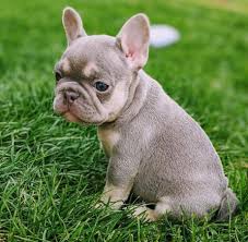 You should never buy a puppy based solely on price. French Bulldog Puppies For Sale In Florida French Bulldog Puppies