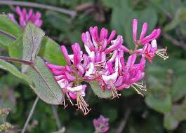 Image result for Scleria hispidula