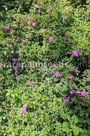 Image result for Heterotis rotundifolia