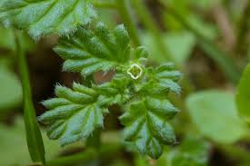 Image result for Coldenia procumbens