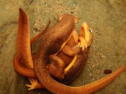 Image result for california newts