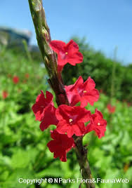 Image result for Stachytarpheta