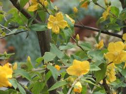 Image result for Wissadula