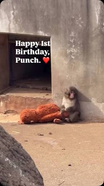 The zoo says they have received thousands of cards from around the world for Punch's birthday. Click Watch Live at the link in our bio for the latest live news and updates.