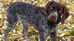 German shorthaired pointer puppies columbus ohio. Dublin Dog Nominated For Award Given To Most Unusual Pet Insurance Claim Of The Year Wsyx