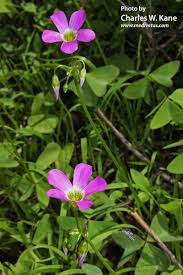 Image result for Oxalis latifolia