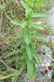 Image result for Laggera