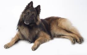 Si tratta di un processo graduale, durante il quale vengono presentati al cane tutti gli stimoli esterni ai quali sarà esposto nel corso della sua vita: Consigli Sull Alimentazione Di Un Pastore Tedesco
