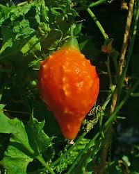 Image result for Momordica balsamina