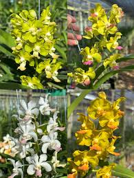 Image result for Vandellia subracemosa