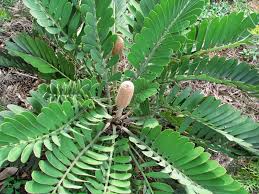 Image result for Zamiaceae